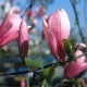 Magnolia HAEVEN SCENT